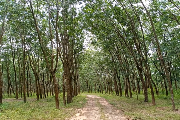 Ramu Rubber Garden